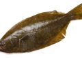 Study flags risks of raw fish consumption