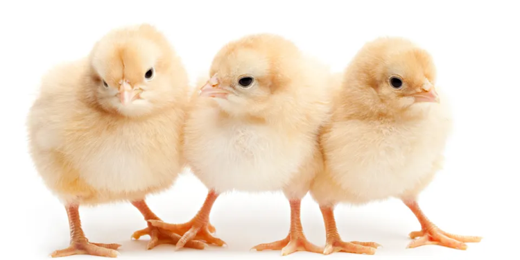 Poultry firm reveals Salmonella contamination cost