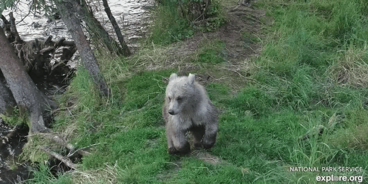 Katmai bear cub spotted with a paw full of porcupine quills