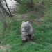 Katmai bear cub spotted with a paw full of porcupine quills