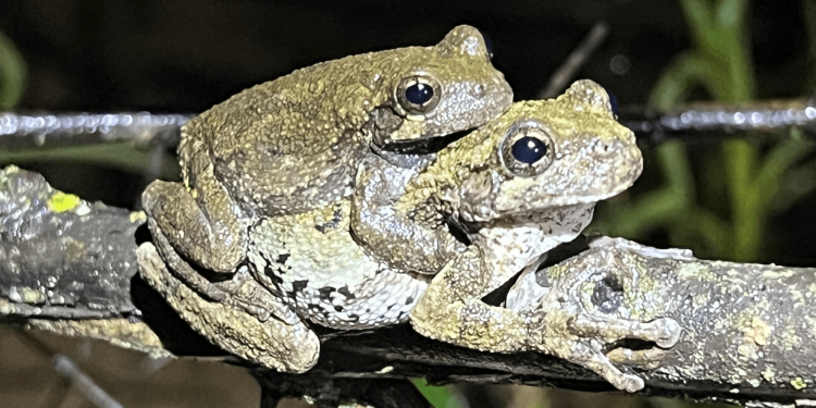 ‘Less desirable’ males confuse female treefrogs looking for a mate