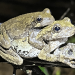 ‘Less desirable’ males confuse female treefrogs looking for a mate