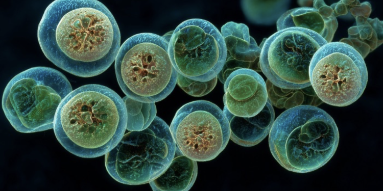CDC, FDA say Cyclospora outbreak more widespread that originally thought