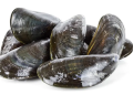 New Zealand shares experience of Vibrio outbreaks