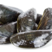 New Zealand shares experience of Vibrio outbreaks