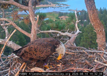 Who is KD1, the bald eagle spotted in Jackie and Shadow’s nest?