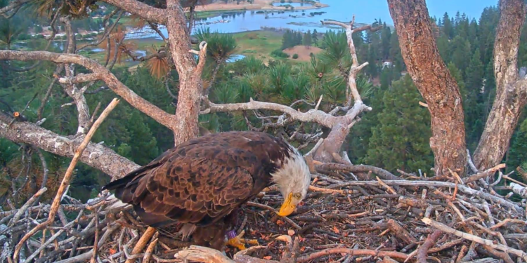 Who is KD1, the bald eagle spotted in Jackie and Shadow’s nest?