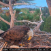 Who is KD1, the bald eagle spotted in Jackie and Shadow’s nest?