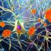 First Evidence That Targeting Tau May Slow Cognitive Decline