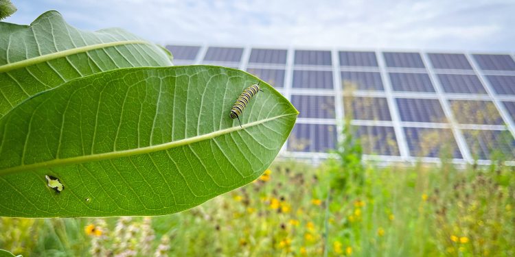 Solar Farms Are Having An Unexpected Effect On The Environment