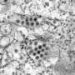 India approves first dengue vaccine