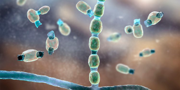 Novel Antifungal Shows Activity in Valley Fever