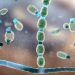 Novel Antifungal Shows Activity in Valley Fever
