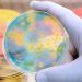 Cefazolin Noninferior to Penicillins for MSSA Bacteremia