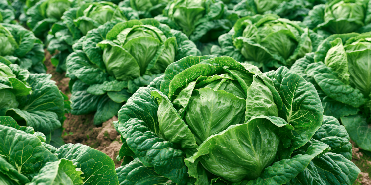 Publisher’s Platform: Reap What You Sow