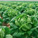 Publisher’s Platform: Reap What You Sow