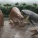 Giant crocodylians dominated the food chain in Miocene South America, fossil evidence suggests