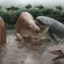 Giant crocodylians dominated the food chain in Miocene South America, fossil evidence suggests