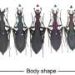 Flightless beetles evolved distinct snail-hunting shapes on Japan’s largest island