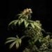 Cancer survivors and providers differ in views on medical cannabis, study finds