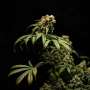 Cancer survivors and providers differ in views on medical cannabis, study finds