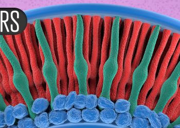 Vision Benefits in GA With Complement Inhibitor, Regardless of AMD, Anti-VEGF