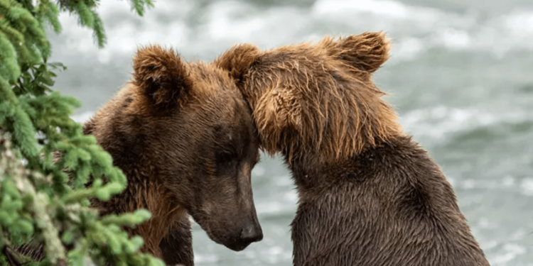 Don’t worry, Katmai’s brown bears didn’t vanish from Brooks Falls