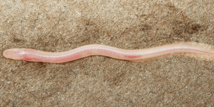 TikTok helps scientists discover new underground, translucent eel in India