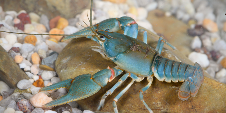 Scientists put tiny backpacks on crayfish