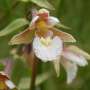 Lost ‘botanical hotspot’ identified at University of York campus