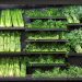 Michigan again sees significant increase in Cyclospora infections