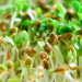 Finland signals end of Salmonella outbreak