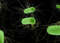 Major German E. coli outbreak sickened almost 500