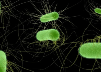Major German E. coli outbreak sickened almost 500