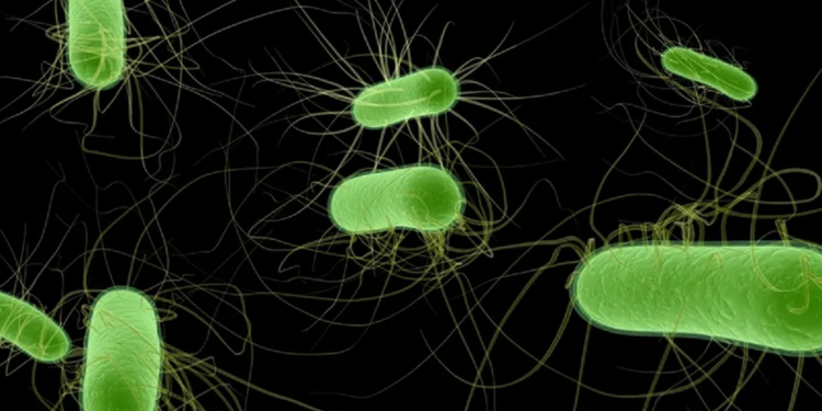 Major German E. coli outbreak sickened almost 500