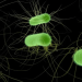 Major German E. coli outbreak sickened almost 500
