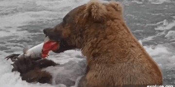 Meet Bucky Dent, one of Katmai’s most innovative fish-finder