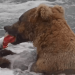 Meet Bucky Dent, one of Katmai’s most innovative fish-finder