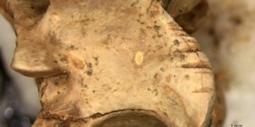15,000 years ago, desert dwellers dined on snakes and lizards