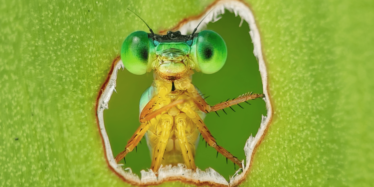 11 stunning images celebrating Earth’s life—and the scientists who study it