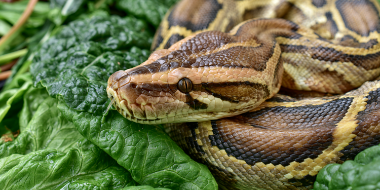 Publisher’s Platform: We made the everglades a python buffet –