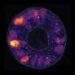 Regenerating tissues may rebuild order by amplifying tiny cell differences