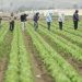 Sunday Edition: Farm Bill 2.0