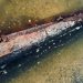 Fisherman finds live WWII mine at bottom of Danube River in Slovakia
