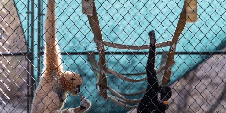 How a sanctuary outside LA has cared for rare, endangered gibbons for a half-century