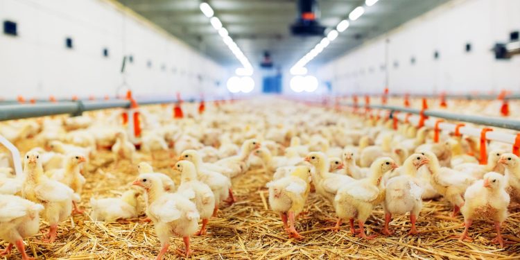 Poultry litter case isn’t over yet