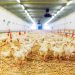 Poultry litter case isn’t over yet