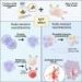 New approach could expand CAR T therapy from blood cancers to solid tumors