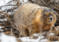 Vote for your favorite chonky rodent during Fat Marmot Week