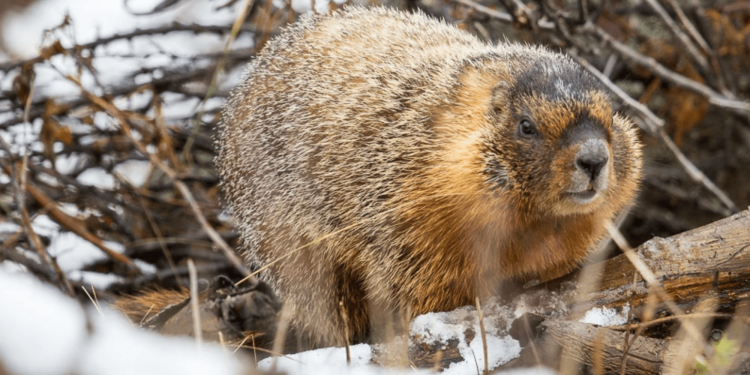 Vote for your favorite chonky rodent during Fat Marmot Week